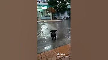 Khi boss muốn làm cá ! Cần thơ mùa nước ngập trên đường