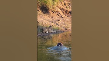Hippo Sneaks up on Lions 🤫🦁🦛