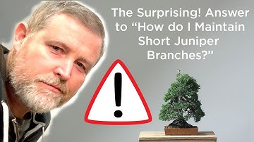 Bonsaify | Surprising Technique for Maintaining Juniper Bonsai