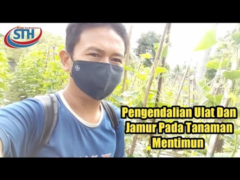 Video: Penyakit mentimun - bagaimana cara menyimpan hasil panen?