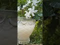 #healthydrink #ricewater#drink #shorts
