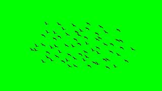 Bird Flock Static Free Green Screen