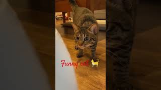 funny cat 🐈 #cat #shortsvideo #cutekittten #comedyfilms #catlover #viralvideoviral #kittten #comedy