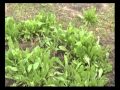 Ing. Norberto Faust y Justino Walker - Huertas Organicas.WMV