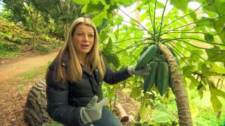 The Garden Gurus - Tropical Fruit/Babaco