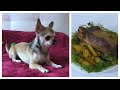СЕКРЕТ сочной и вкусной утки с яблоками в духовке Самый умный собака в мире Наш собака ЛАКИ