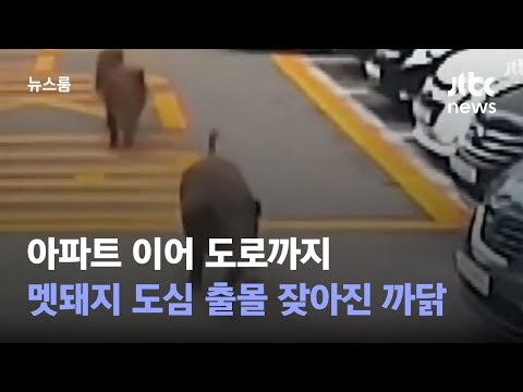 아파트 이어 도로까지…멧돼지 도심 출몰 잦아진 까닭 / JTBC 뉴스룸