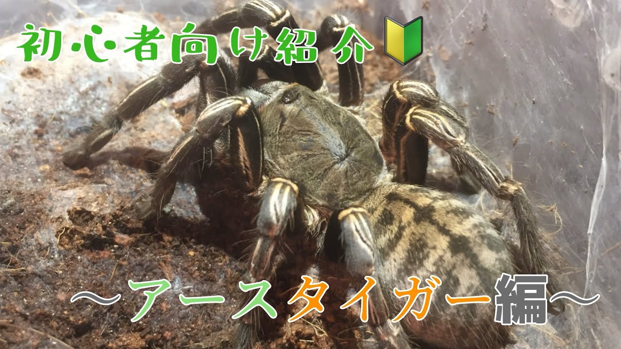 プロが進める!初心者向け🔰タランチュラ🕷️ 〜アースタイガー編