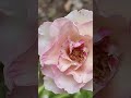 Beautiful rose🌹🌹 🧿🧿| Natural flowers#shorts#mygarden#shortsfeed