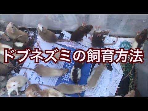 ぼくの餌用ラットの繁殖方法だよ