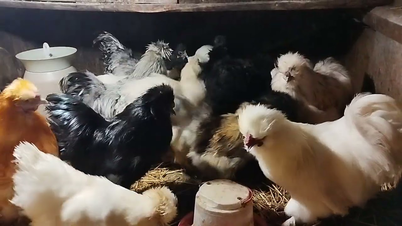 #silkie #пуховікури #пухові #кури 