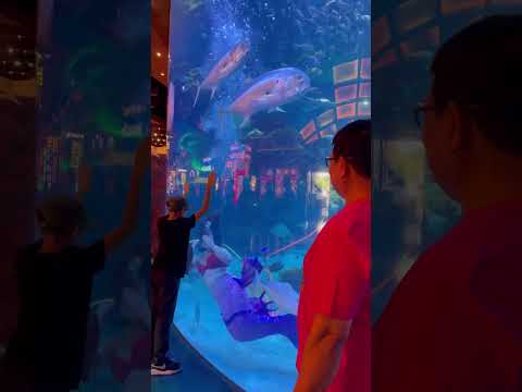 The Bellagio Las Vegas #casino #travel #lasvegasattractions #tranquility