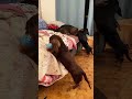 Pulizie generali nel recinto dei cuccioli ❤️🐾