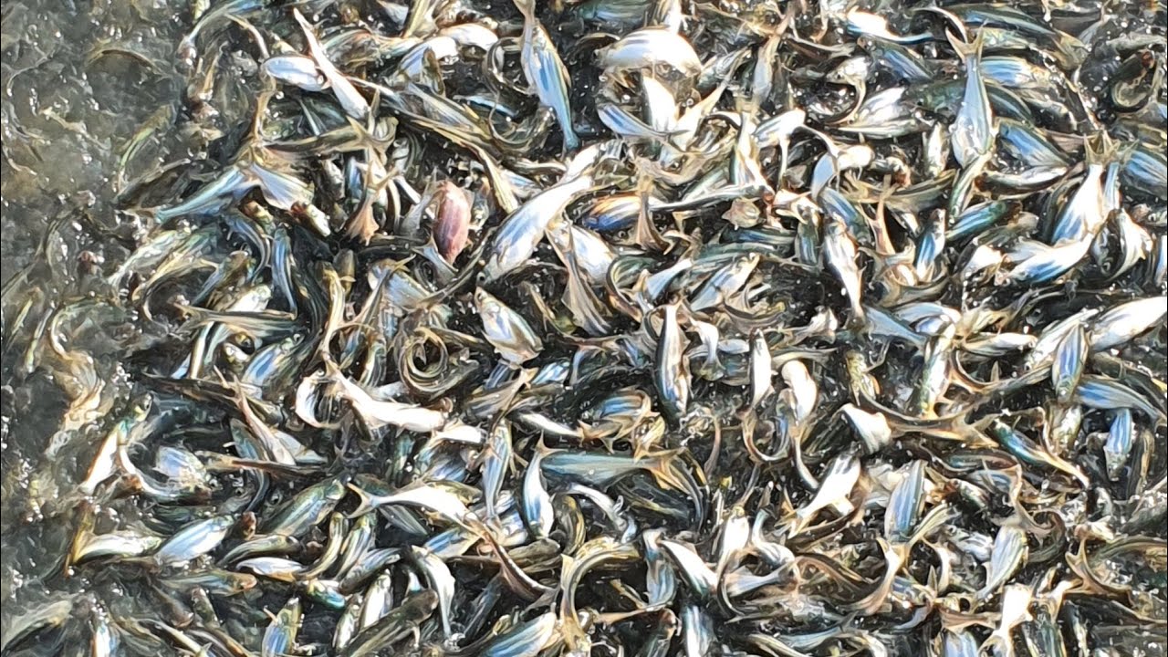 Pyas Fish Pyasi Fish Harvesting | Pangas Fish Harvesting In Pondliner Tank ...