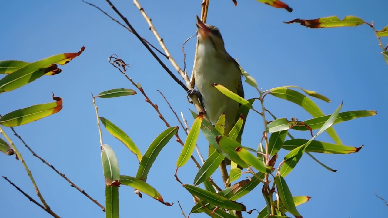 Black Whiskered Vireo - YouTube