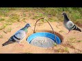 The First Creative DIY Bird Trap Using Plastic Bottle - #Survival Skills - Smart DIY Bird Trap