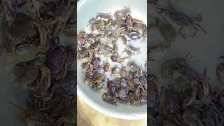 ក្ដាមស្រែ