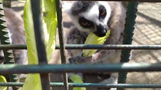 Bayb The ringtailed lemur family loves bananas Marol and apples.