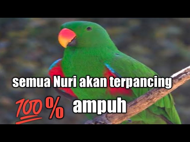 Nuri hijau‼️Nuri apapun akan tersulut emosinya bagus untuk pancingan class=