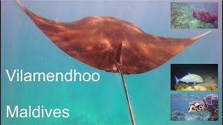 The best of underwater Vilamendhoo, Maldives