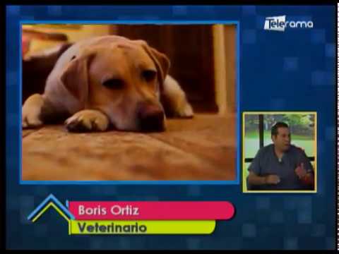 Cómo detectar que mi mascota está enferma