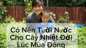 Chia Sẻ Về Tưới Nước Cho Cây Nhiệt Đới Vào Mùa Đông. 