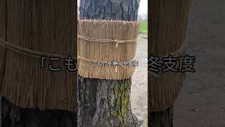 岡崎城公園 松のこも巻き🌲 #チャンネル登録お願いします #高評価お願いします #拡散希望