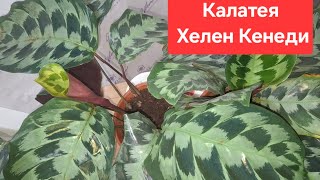 видео: Пересадка и деление куста Калатеи Хелен Кенеди.  Видео от 29.07.2025г. картинка: Пересадка и деление куста Калатеи Хелен Кенеди.  Видео от 29.07.2025г.