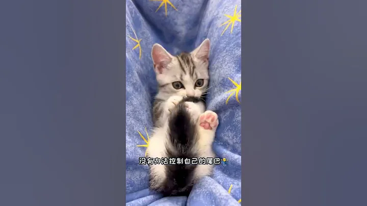 【小松鼠普洱】你們覺得貓和貓尾巴是不是兩種生物？ - 天天要聞