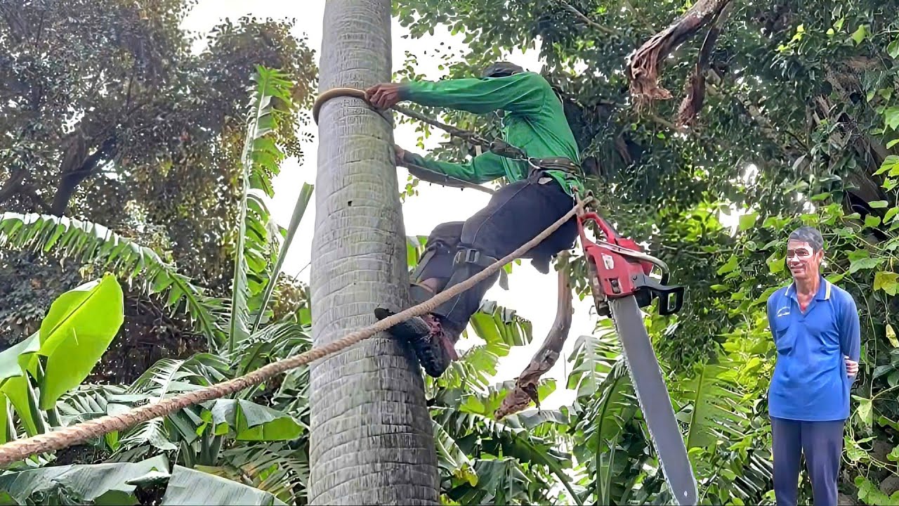 Cưa  hai  cây  thốt  nốt  gần  nhà  ,Gần  dây  điện  ,Um  tùm  .Cưa  cây  kỷ  thuật  cao