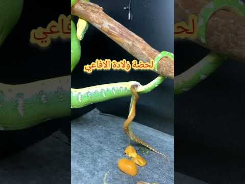 لحضة ولادة الافاعي