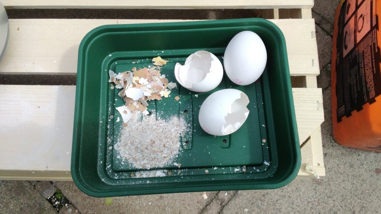 Don't Throw Egg Shells Away Do This Instead ♻️ Real Life Gardening