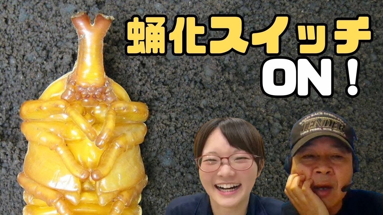 飼育環境（温度や湿度など）の変化で蛹化スイッチは入りますか 