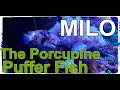 Milo The Porcupine Puffer Fish