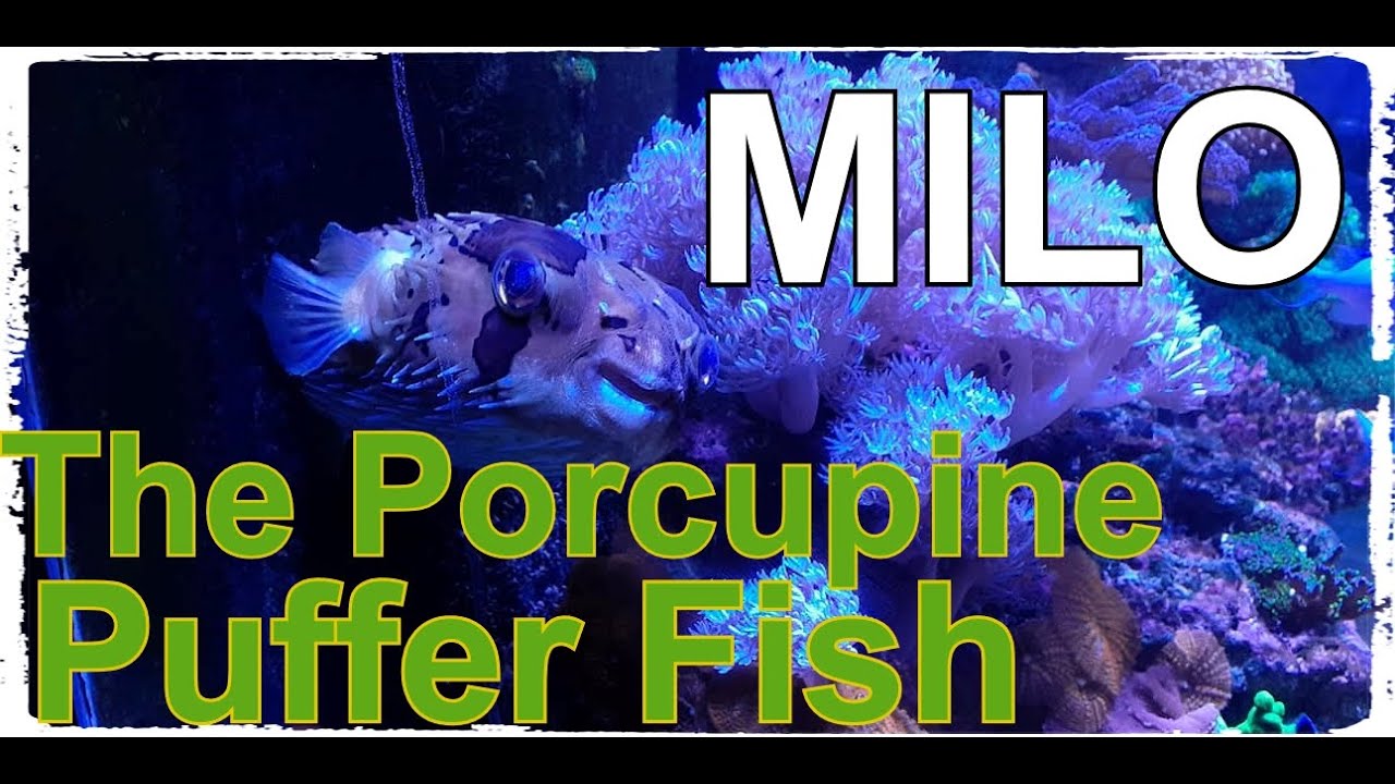 Milo The Porcupine Puffer Fish