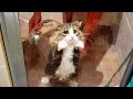 ПРИКОЛЫ С ЖИВОТНЫМИ ДО СЛЕЗ / Смешные КОТЫ 2021 / Приколы с КОТАМИ / Funny ANIMALS video #46