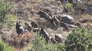 DOMUZ AVI - KÖPRÜDEN ÖNCE SON ÇIKIŞ / LAST EXIT BEFORE THE BRIDGE ( wild boar hunting )