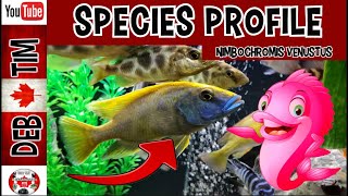 NIMBOCHROMIS VENUSTUS PROFILE AND CARE GUIDE