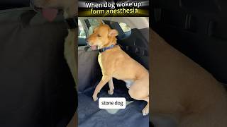 A dog that has just woken up from anesthesia #dog #funny