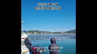 2025년 4월 26일 송정 대복호 왕전갱이등 조황