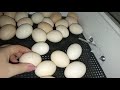 18-19 сутки инкубации цыплят в инкубаторе Несушка.Отключаем  поворот яиц,поднимаем влажность.