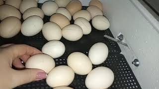 18-19 сутки инкубации цыплят в инкубаторе Несушка.Отключаем  поворот яиц,поднимаем влажность.