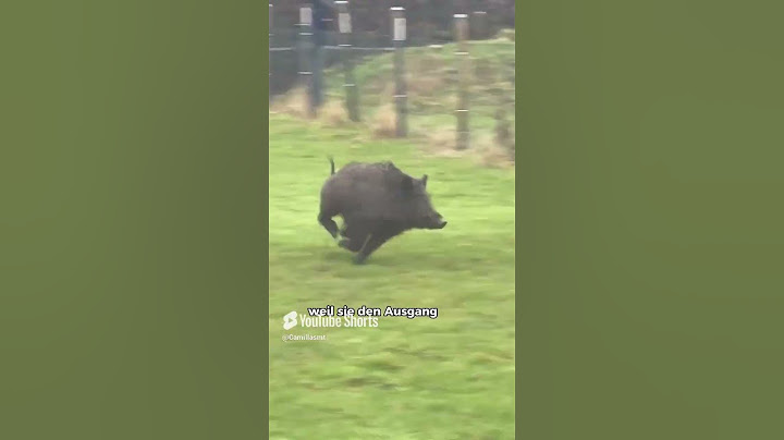 Wildschweine 🤯 auf der Pferdekoppel! 🆘 Das war das verrückteste  Erlebnis, das ich je im Stall habe🐗