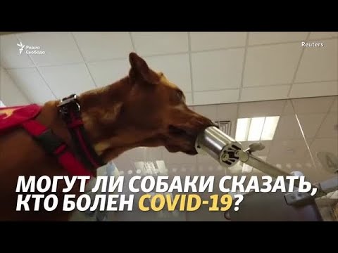 Видео: Благотворительная организация Великобритании приучает собак чувствовать запах COVID-19