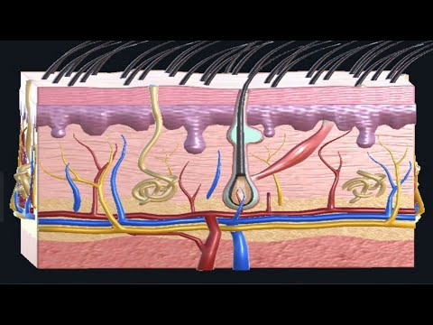 Skin Anatomy|Skin layer, function|3D animation