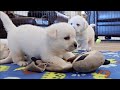 Snowballs Play For The First Time!