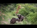 जब जानवरो ने गलत जगह पंगा लेलीया | 10 Times Animals Messed With The Wrong Opponent.