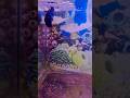 🐟 Betta Fish Beautiful Breeding Moment ##BettaFish #BettaBreeding #AquariumLove