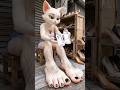 cat video #aesthetic