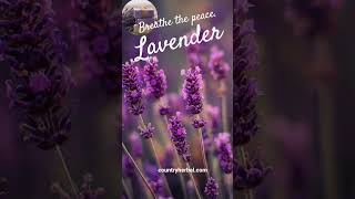 Watch This Before Bed And Sleep Well lavender lavenderlove relax relaxwithlavender herbal
